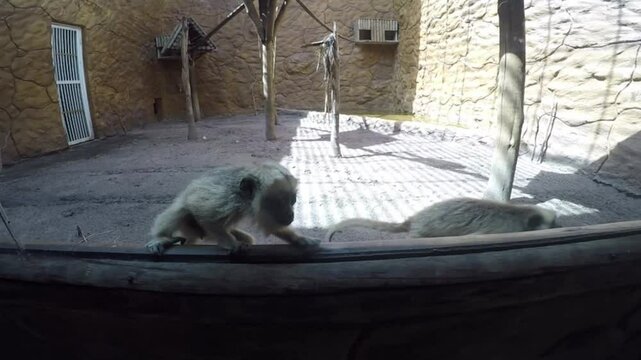 macaco preso 