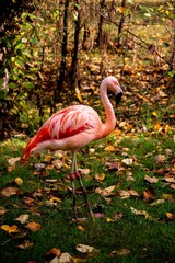 flamingo in the zoo