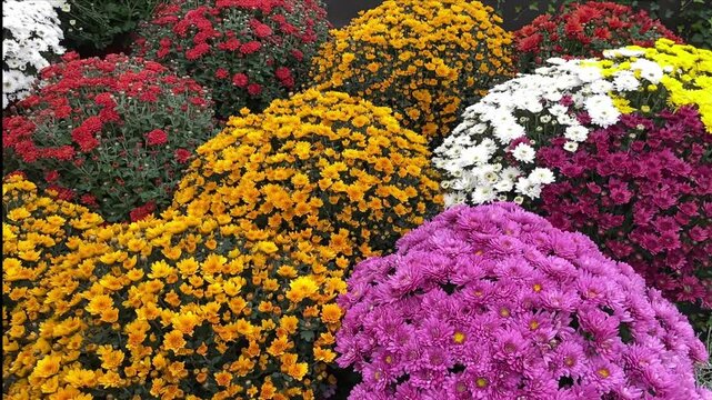 Chrysanthemum flowers round bushes pot diagonal rows orange, red, white, pink, varieties mix full frame close up