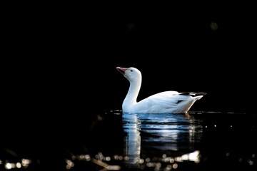 Goose on water with black background