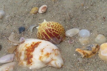 Seashells on the beach in Atlantic coast of North Florida