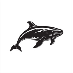 dolphin isolated on white