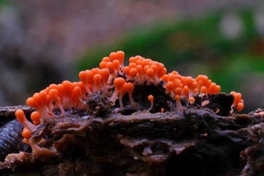 Amazing colorful slime mold Trichia decipiens - slime molds are interesting organisms between mushrooms and animals