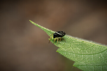 Small black jumping spider on a green leaf