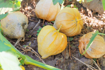 Physalis philadelphica growing in cottage garden. Physalis berries in farming. Harvesting. Growing winter cherry at farmland.