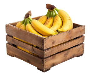Ripe bananas in a rustic wooden crate box, isolated on transparent cutout background