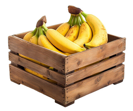 Ripe bananas in a rustic wooden crate box, isolated on transparent cutout background