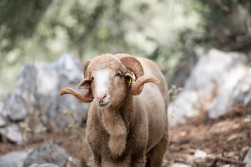 ovejas de raza merina localizadas en España