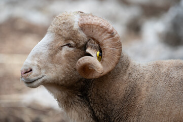 ovejas de raza merina localizadas en España