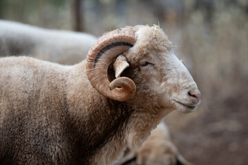 ovejas de raza merina localizadas en España
