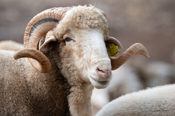 ovejas de raza merina localizadas en España