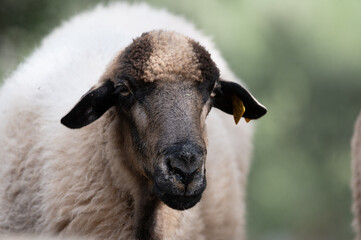 ovejas de raza merina localizadas en España