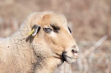 ovejas de raza merina localizadas en España