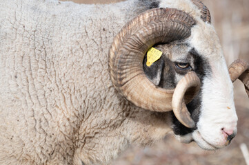 ovejas de raza merina localizadas en España