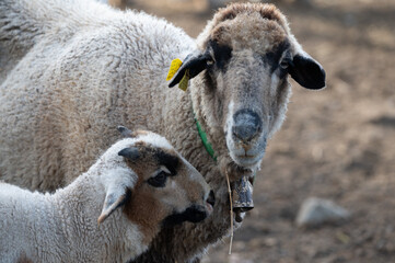ovejas de raza merina localizadas en España