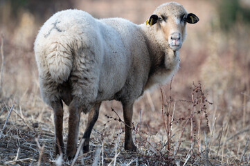 ovejas de raza merina localizadas en España