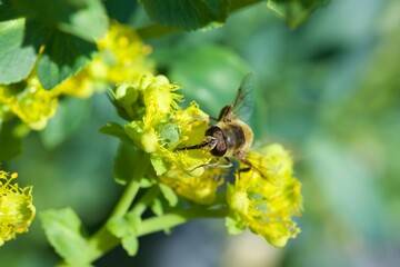 bee eating the nectar of the rue flower in spring