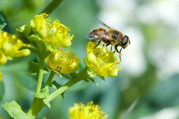 bee eating the nectar of the rue flower in spring