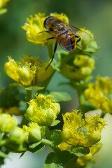 bee eating the nectar of the rue flower in spring