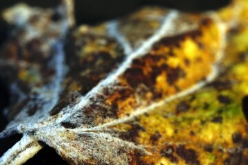 Very close-up detail of a dead leaf that fell to the ground in the fall with visible plant cell structure