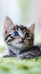 Obraz premium A cute kitten with gray and white stripes, large blue eyes, short ears, and a pink nose is lying on the green carpet