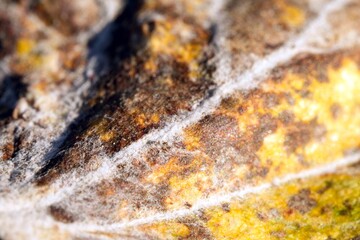 Very close-up detail of a dead leaf that fell to the ground in the fall with visible plant cell structure