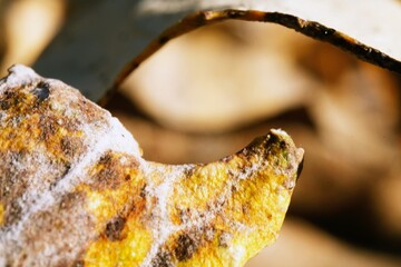 Very close-up detail of a dead leaf that fell to the ground in the fall with visible plant cell structure