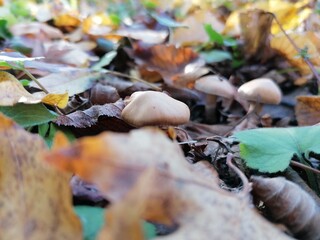 mushrooms in the forest
