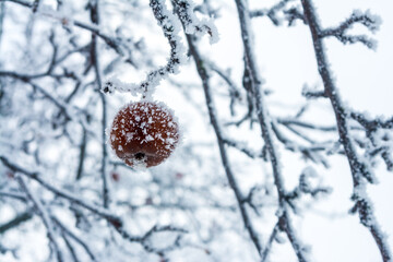 Frost sparkles on tree branches, frost creates icy patterns, and snow cover gives nature a winter...