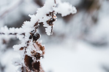 Frost sparkles on tree branches, frost creates icy patterns, and snow cover gives nature a winter wonderland