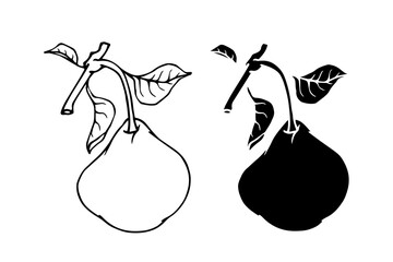 Line sketch, pear fruit outline,Decorative silhouette of seasonal fruits.Vector graphics.