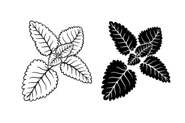 Line sketch, silhouette, mint leaf stamp. Decorative botanical elements. Vector graphics.