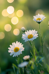 Beautiful white daisies blooming in soft sunlight against a dreamy bokeh background, showcasing nature's elegance and serenity © HNXS Digital Art