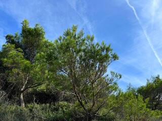Pine trees in conifer forest 
