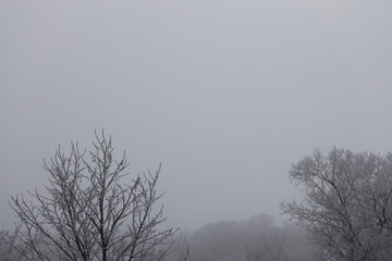 snow ice frosted barren trees of winter against dull gray white sky of falling snow