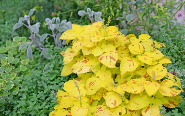 Blooming yellow coleus scutellarioides (Lamiaceae) or painted nettle in summer. Selective focus