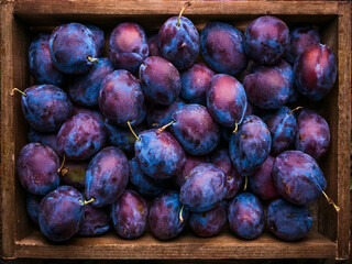 A rustic wooden box overflowing with fresh plums, set against a dark background, highlighting the...
