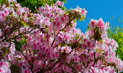 Beautiful pink and white azaleas in the spring sunlight.