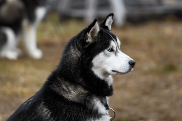 Blue Eyed Sled Dog on Line Sits Waiting