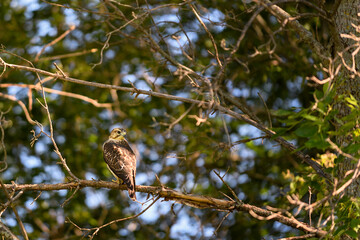Juvenile Red-Tailed Hawk (Buteo jamaicensis) Perches in Tree Looking Back Over Shoulder