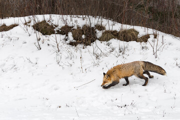 Red Fox (Vulpes vulpes) Moves Left Across Embankment Base Winter