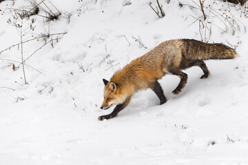 Red Fox (Vulpes vulpes) Steps Down Embankment Winter