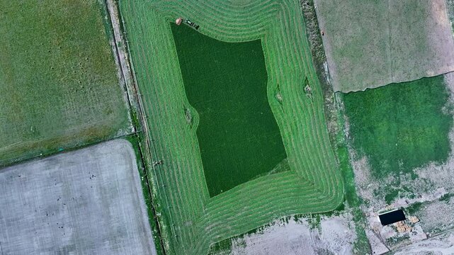Aerial farm tractor agriculture cut hay overhead fast 2. Tractor pulling swather industrial equipment. Rural farming community agricultural economy. Autumn harvesting of alfalfa hay agriculture.