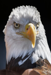 American Bald Eagle (Haliaeetus leucocephalus) Looks Out