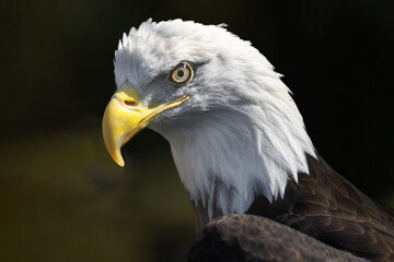 American Bald Eagle (Haliaeetus leucocephalus) Lifts Head Crown of Feathers