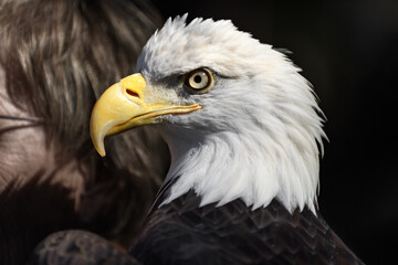 American Bald Eagle (Haliaeetus leucocephalus) Perched on Handler's Arm