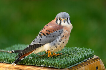 American Kestrel ( Falco sparverius) Stands on One Foot on Perch