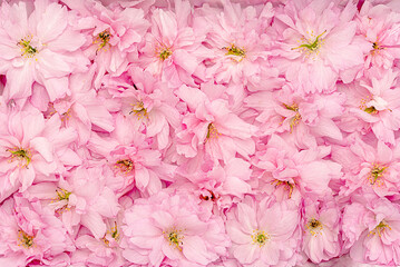Macro photography of Japanese cherry tree blossom, flowers, blooming, background, pink petals,  natural 