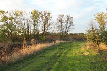 Obraz premium A grassy field with trees in the background