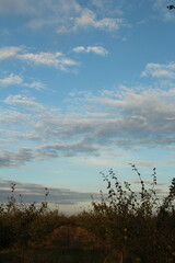 A landscape with trees and clouds